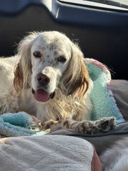 Rescue English Setter Dogs for Adoption in Chelsea, Michigan - Available For Adoption - Rex (located In USA) | PetCurious