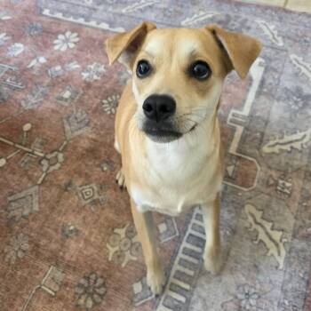 Border Terrier and Terrier Dogs Available for Adoption in Corpus Christi, Texas - Kacey | PetCurious
