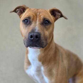 Pit Bull Terrier Dogs Available for Adoption in Chatham, Virginia - Mary Puppins | PetCurious