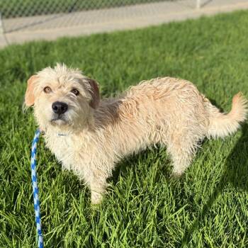 Jolly -  Terrier and Mixed Breed Dog for Adoption in Goleta, California - Jolly | PetCurious