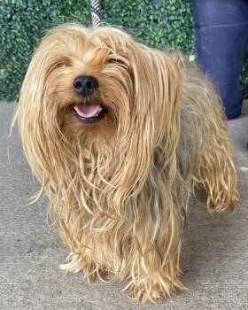 61759194 -  Yorkshire Terrier and Mixed Breed Dog for Adoption in El Paso, Texas - 61759194 | PetCurious