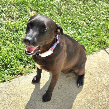 Rescue Terrier and Patterdale Terrier Fell Terrier Dogs for Adoption in Scottsburg, Indiana - CICI | PetCurious