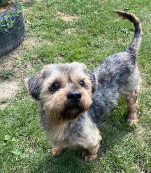 ZEPPELIN -  Yorkshire Terrier and Shih Tzu Dog for Adoption - ZEPPELIN | PetCurious