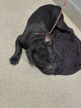 GRIMLEE -  French Bulldog Dog for Adoption in Las Vegas, Nevada - GRIMLEE | PetCurious