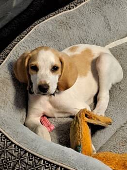 Rescue Hound Dogs for Adoption in New Bern, North Carolina - Sherman | PetCurious