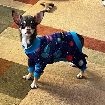 Chihuahua Dogs Available for Adoption in Waterford, New Jersey - GENA | PetCurious