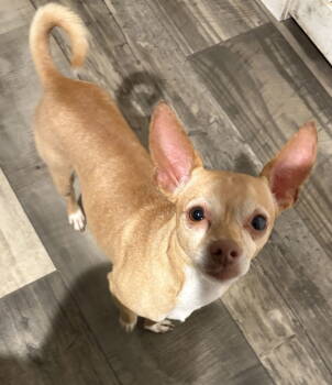 Rescue Chihuahua Dogs for Adoption in Mount Pleasant, South Carolina - Joe | PetCurious