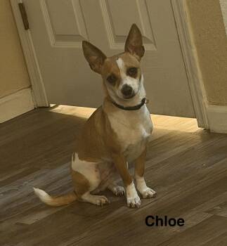 Chihuahua Dogs Available for Adoption - Chloe | PetCurious