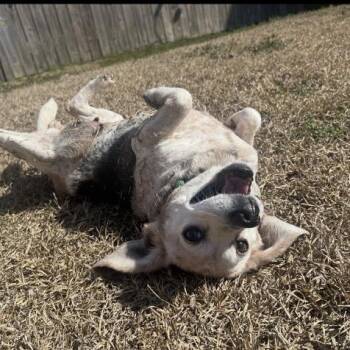 Beagle Dogs Available for Adoption - Auggie | PetCurious