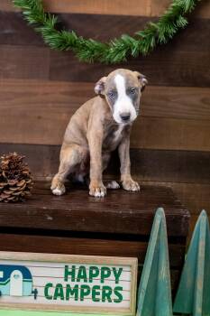 470-26 -  Pit Bull Terrier Dog for Adoption in Brighton, Colorado - 470-26 | PetCurious