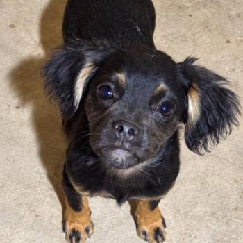 Bosco -  Pug and Mixed Breed Dog for Adoption in Seattle, Washington - Bosco | PetCurious