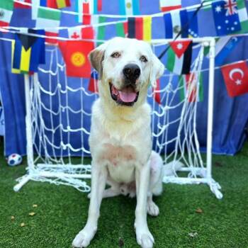 TOGEPI -  Labrador Retriever and Great Pyrenees Dog for Adoption in Long Beach, California - TOGEPI | PetCurious