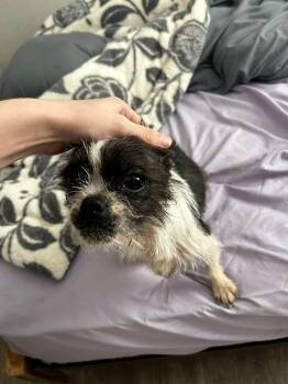Boston Terrier Dogs Available for Adoption in Grafton, Wisconsin - SPONSOR OR FOSTER ME - Indie | PetCurious