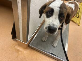 Saint Bernard and Mixed Breed Dogs Available for Adoption in Martinez, California - NAOMI | PetCurious