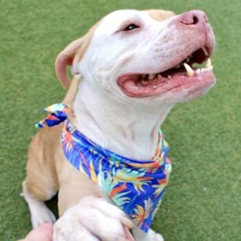 Rescue Terrier and Mixed Breed Dogs for Adoption in Largo, Florida - Churro | PetCurious