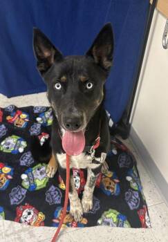 *Marlo* -  Australian Cattle Dog Blue Heeler Dog for Adoption in Salt Lake City, Utah - *Marlo* | PetCurious
