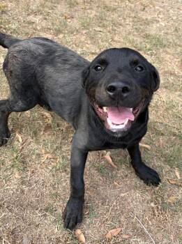Zorro -  Rottweiler and Labrador Retriever Dog for Adoption in Little Rock, Arkansas - Zorro | PetCurious