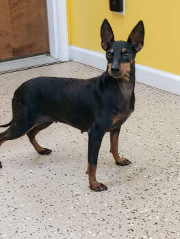 Rescue Manchester Terrier Dogs for Adoption in York, South Carolina - Fiona | PetCurious