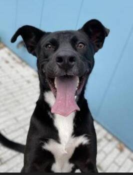 Rescue Labrador Retriever and Mixed Breed Dogs for Adoption in Kansas City, Missouri - Hawthorne | PetCurious