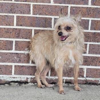 Lucy -  Yorkshire Terrier Dog for Adoption in Waterloo, Iowa - Lucy | PetCurious