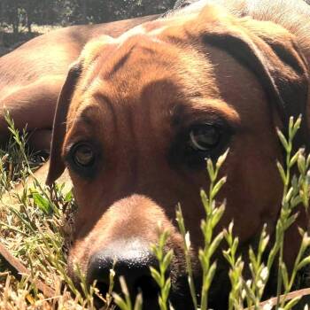 Talia -  Mastiff and Mixed Breed Dog for Adoption in San Francisco, California - Talia | PetCurious