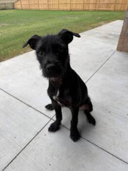 Maggie -  Terrier Dog for Adoption in Shawnee, Oklahoma - Maggie | PetCurious