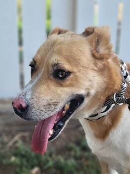 Tristan -  Retriever and Mixed Breed Dog for Adoption in Severance, Colorado - Tristan | PetCurious
