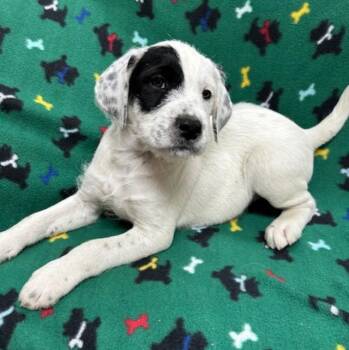 Dalmatian and Poodle Dogs Available for Adoption - London | PetCurious