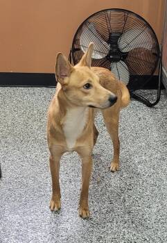 Smooth Collie Dogs Available for Adoption in Catlettsburg, Kentucky - Donnie | PetCurious
