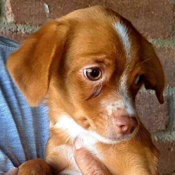 Puck -  Chihuahua Dog for Adoption in Tucson, Arizona - Puck | PetCurious