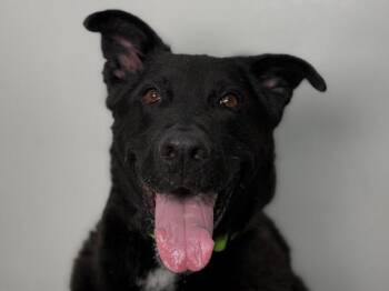 Oscar -  Shepherd Dog for Adoption in Portland, Oregon - Oscar | PetCurious