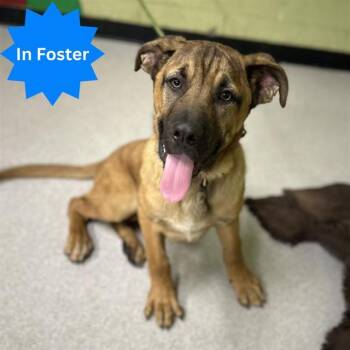 German Shepherd Dog and Mixed Breed Dogs Available for Adoption in Indianapolis, Indiana - SULLY | PetCurious