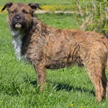 Terrier Dogs Available for Adoption in South Elgin, Illinois - Wall-E | PetCurious