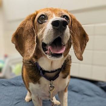 Beagle and Mixed Breed Dogs Available for Adoption - Lexi | PetCurious