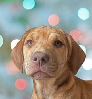 Rescue Mixed Breed Dogs for Adoption in Schaumburg, Illinois - Coco | PetCurious