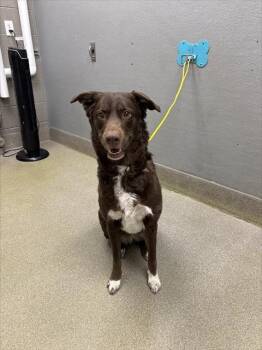 Labrador Retriever Dogs Available for Adoption - HONEY | PetCurious