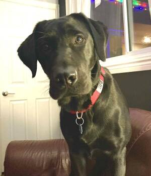 Black Labrador Retriever Dogs Available for Adoption - Haly | PetCurious