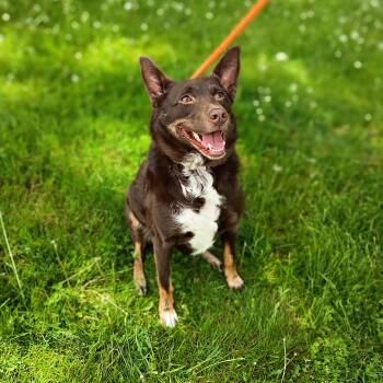 Australian Kelpie Dogs Available for Adoption in Maynardville, Tennessee - Keisha | PetCurious
