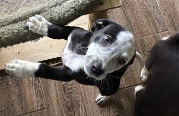 Zany Zendaya -  Labrador Retriever and Terrier Dog Available for Adoption in Randolph, Massachusetts - Zany Zendaya | PetCurious