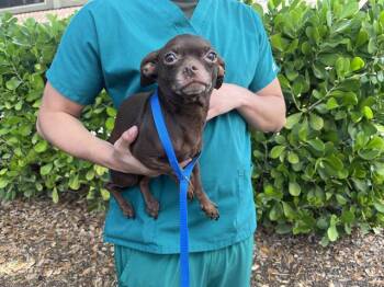 Chihuahua Dogs Available for Adoption in Fort Myers, Florida - HENRY | PetCurious