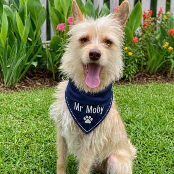 Cairn Terrier and Portuguese Podengo Dogs Available for Adoption in Houston, Texas - MR. MOBY  (Fun, Energetic, Loves All People And Loves Affection) | PetCurious