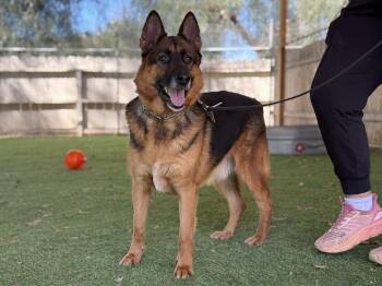 Murphy -  German Shepherd Dog Dog for Adoption in San Diego, California - Murphy | PetCurious