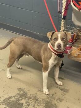 Staffordshire Bull Terrier and Mixed Breed Dogs Available for Adoption - WRASSES | PetCurious