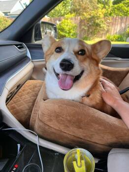 Billy -  Pembroke Welsh Corgi Dog for Adoption in Clinton, Wisconsin - Billy | PetCurious
