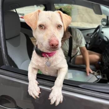 Dumpling -  Terrier and Dachshund Dog for Adoption in Los Angeles, California - Dumpling | PetCurious