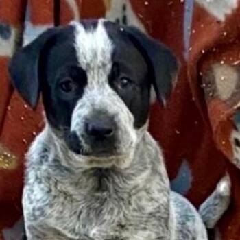 Australian Cattle Dog Blue Heeler and Mixed Breed Dogs Available for Adoption in Briarcliff Manor, New York - Chip | PetCurious