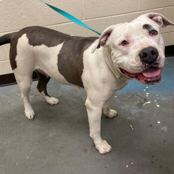 Mixed Breed Dogs Available for Adoption - DOMINO | PetCurious