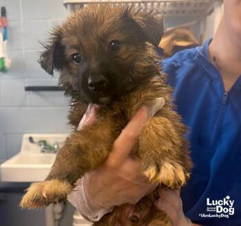 Capri -  Shetland Sheepdog Sheltie and Shepherd Dog for Adoption in Washington, District Of Columbia - Capri | PetCurious