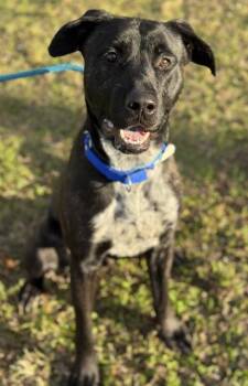 Labrador Retriever and Mixed Breed Dogs Available for Adoption - FISHER | PetCurious