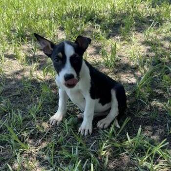 Magenta -  Pit Bull Terrier Dog Available for Adoption in Valdosta, Georgia - Magenta | PetCurious